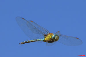 Dragonfly 1906-103